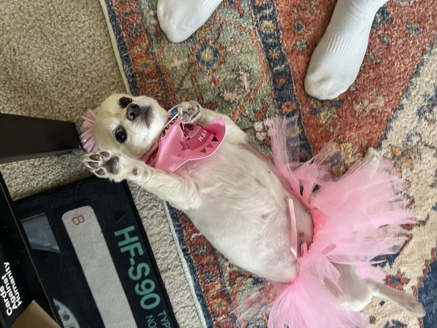 Rudi, Sebastian's chihuahua